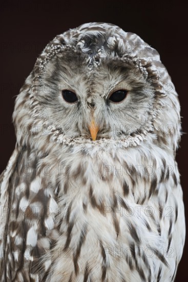 Ural owl (Strix uralensis), portrait, Bavarian Forest, Germany