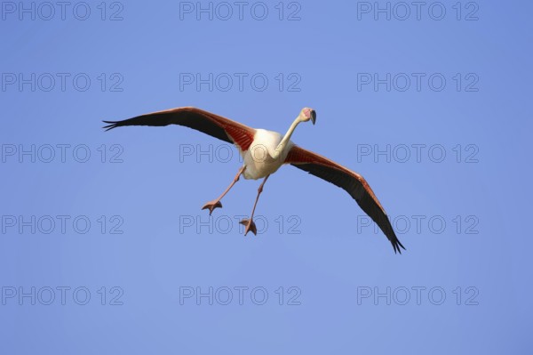Pink flamingo (Phoenicopterus roseus) flying, Camargue, Provence, southern France