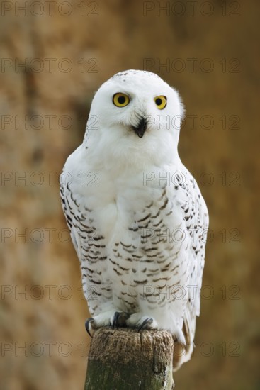 Snowy owl (Bubo scandiacus, Nyctea scandiaca), female, captive, North Rhine-Westphalia, Germany