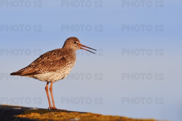 Redshank (Tringa totanus) calling, Schleswig-Holstein, Germany