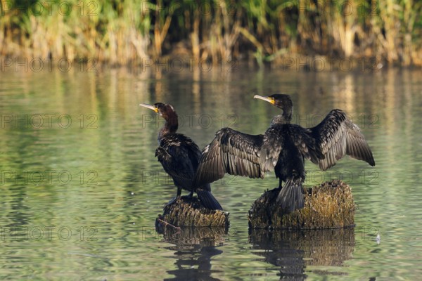 Cormorants (Phalacrocorax carbo) sitting on tree stumps in the water, North Rhine-Westphalia, Germany