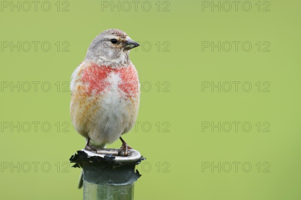 Common linnet (Linaria cannabina, Carduelis cannabina), male, Schleswig-Holstein, Germany