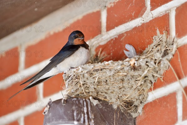 Barn Swallow (Hirundo rustica) at the nest, Schleswig-Holstein, Germany