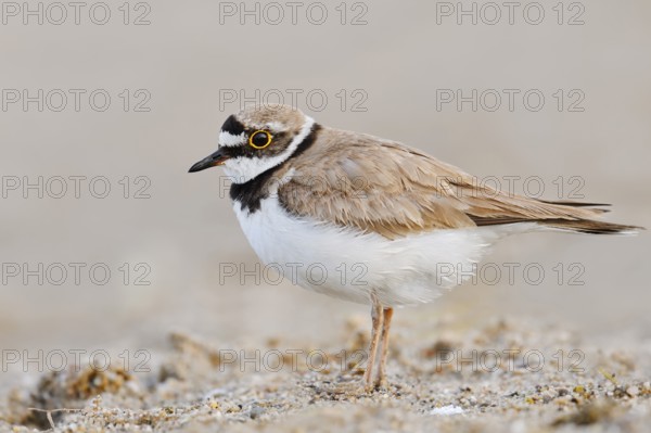 Little Ringed Plover (Charadrius dubius), North Rhine-Westphalia, Germany
