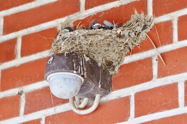 Barn Swallow (Hirundo rustica), chick in nest, Schleswig-Holstein, Germany