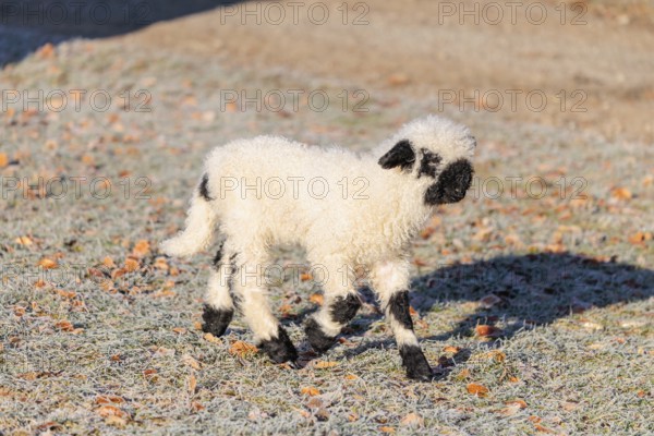 A Valais Blacknose lamb (Avis Aries) runs across a frost-covered pasture in early morning light. switzerland