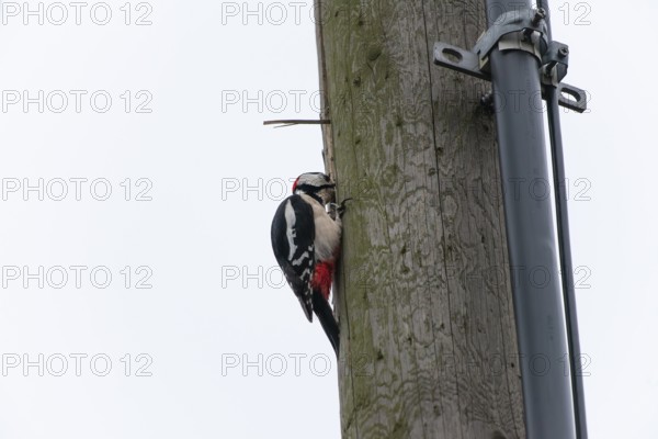 Great spotted woodpecker (Dendrocopos major) pecking on a utility pole in the city. Stuttgart, Baden-Wuerttemberg, Germany
