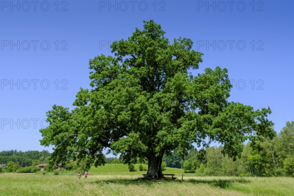 Mozarteiche am Seeoner See, Seeon, Chiemgau, Upper Bavaria, Bavaria, Germany