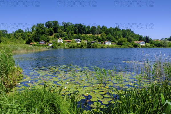 Häuser am Seeoner See, vineyard, Seeon, Chiemgau, Upper Bavaria, Bavaria, Germany