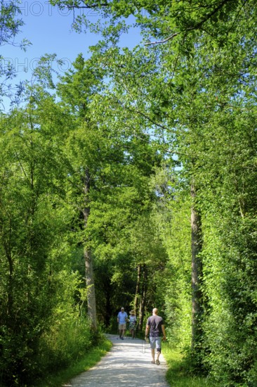 Uferweg am Chiemsee bei Stock, Prien, Chiemgau, Upper Bavaria, Bavaria, Upper Bavaria, Bavaria, Germany