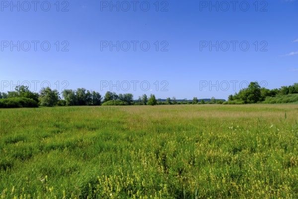 Feuchtwiesen am Uferweg am Chiemsee bei Stock, Prien, Chiemgau, Upper Bavaria, Bavaria, Upper Bavaria, Germany