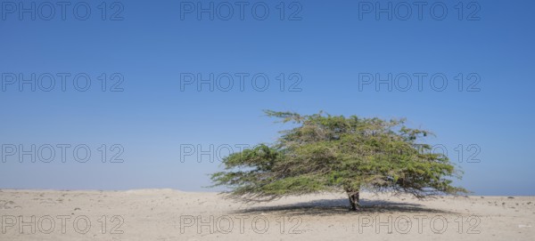 Lonely tree standing alone in barren landscape, Oman