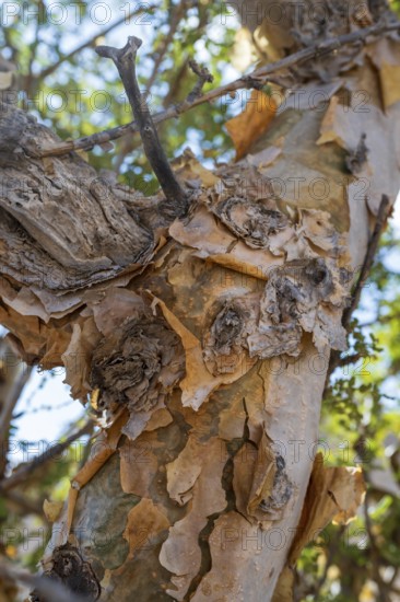 Trunk of frankincense tree (Burseraceae), Oman