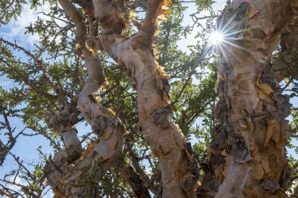 Trunk of frankincense tree (Burseraceae), Oman