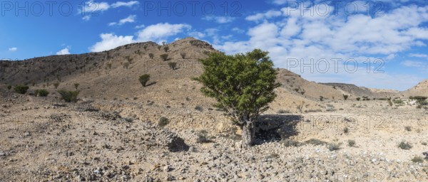 Frankincense trees (Burseraceae) in a barren landscape, Oman
