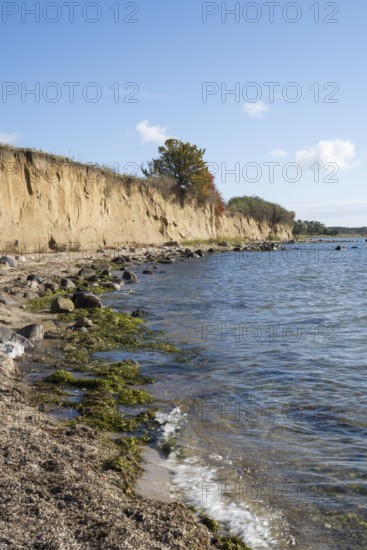 Cliffs on the shores of the Baltic Sea, autumn colors, Klein Zicker, Mönchgut, Rügen island, Baltic Sea, Mecklenburg-Western Pomerania, Germany