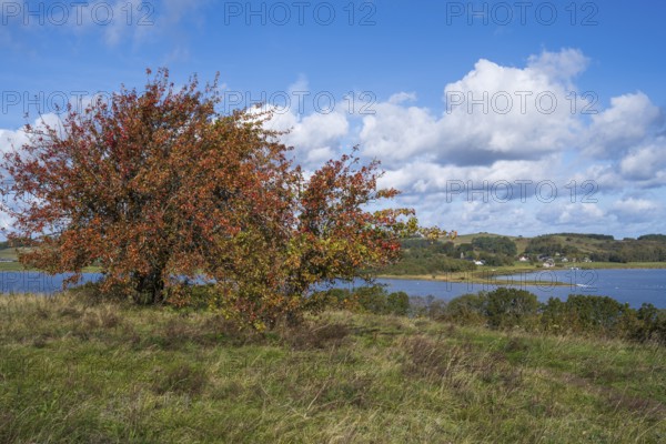 Tree with autumn colors on the high bank of Klein Zicker, nature reserve, behind Groß Zicker, Mönchgut, Rügen island, Baltic Sea, Mecklenburg-Western Pomerania, Germany
