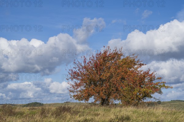 Tree with autumn colors on the high bank of Klein Zicker, exposed, white clouds, nature reserve, Mönchgut, Rügen island, Baltic Sea, Mecklenburg-Western Pomerania, Germany