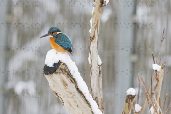 A kingfisher (Alcedo atthis) sits on a snow-covered branch and looks down, Hesse, Germany