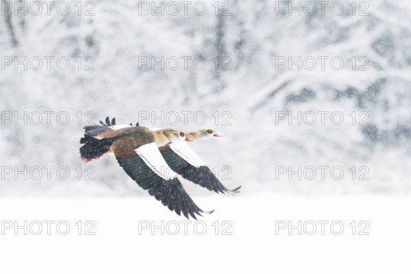 Two Nile Geese (Alopochen aegyptiacus) flying in snowfall against a background of snow-covered trees, Hesse, Germany