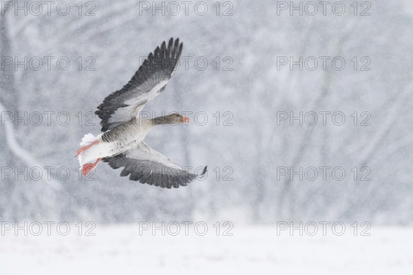 A greylag goose (Anser anser) flies through a snowy winter landscape during snowfall, Hesse, Germany
