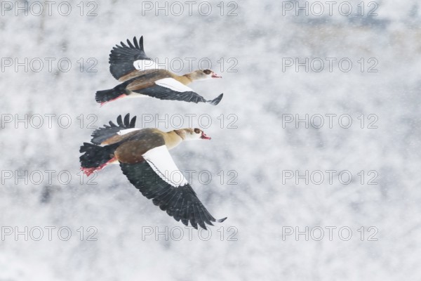 Two Nile Geese (Alopochen aegyptiacus) flying synchronised in front of a snow-covered landscape during snowfall, Hesse, Germany