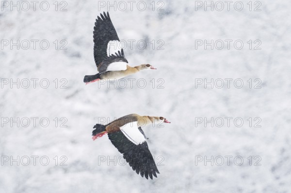 Two i Nile Geese (Alopochen aegyptiacus) flying synchronously in a snowy environment during snowfall, Hesse, Germany