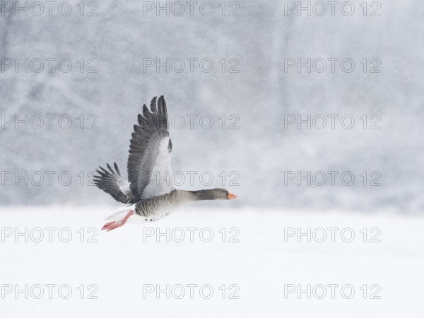 A grey goose (Anser anser) flies through a snowy and cold landscape during snowfall, Hesse, Germany