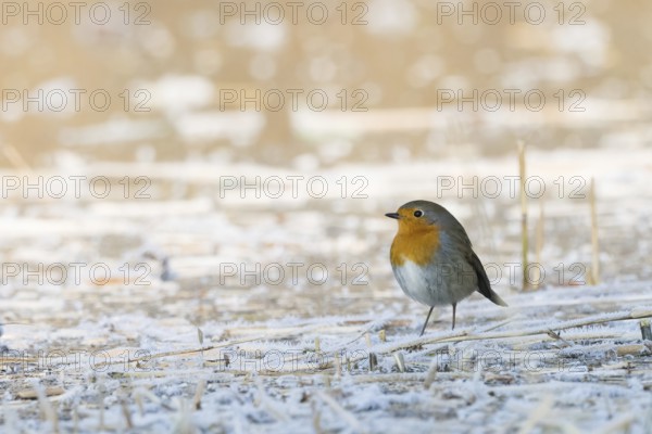 A robin (Erithacus rubecula) stands on a frost-covered ground and conveys a feeling of cold and peace, Hesse, Germany