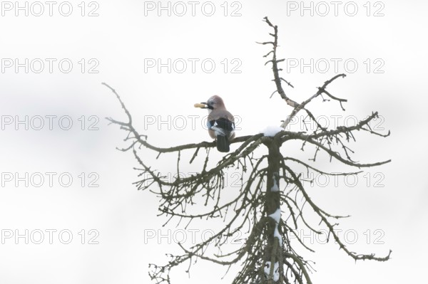 A jay (Garrulus glandarius) sits on a snow-covered treetop and holds a peanut in its beak, Hesse, Germany
