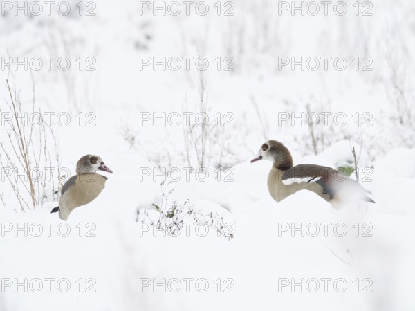 Two Nile Geese (Alopochen aegyptiacus) can be seen in the deep snow of a winter landscape, Hesse, Germany