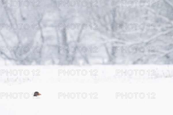 The head of a greylag goose (Anser anser) protrudes from the deep snow in a snowy winter landscape with bare trees in the background, Hesse, Germany