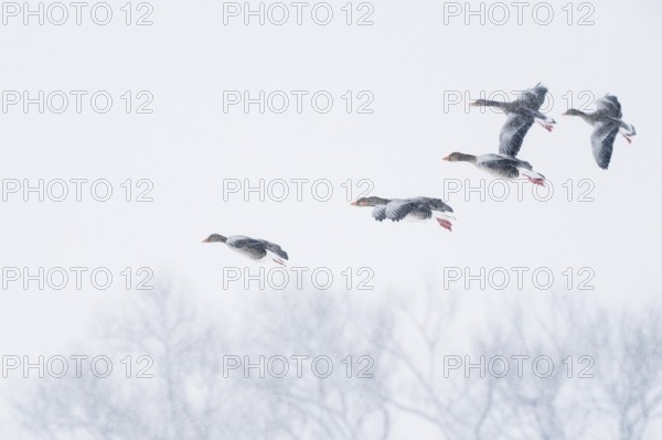 A group of greylag geese (Anser anser) flying through a snowy sky, Hesse, Germany