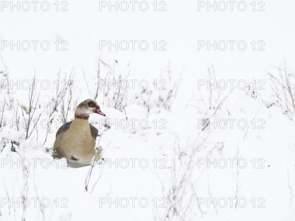 A Nile Goose (Alopochen aegyptiacus) looks out of the snow in a snowy landscape, Hesse, Germany