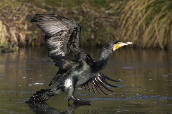 A cormorant (Phalacrocorax carbo) landing on the water, elegant and powerful in a natural environment, Hesse, Germany
