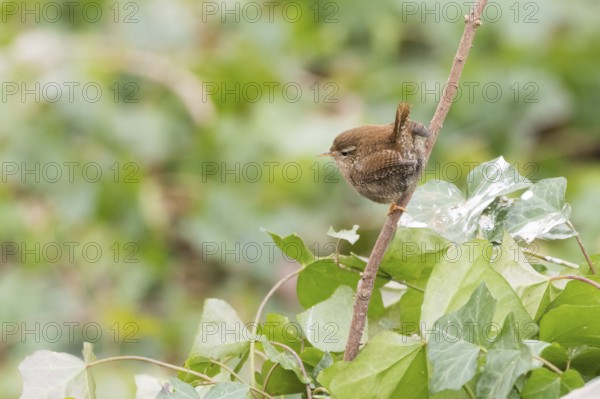 A wren (Troglodytes troglodytes) sitting on a branch surrounded by green leaves, Hesse, Germany