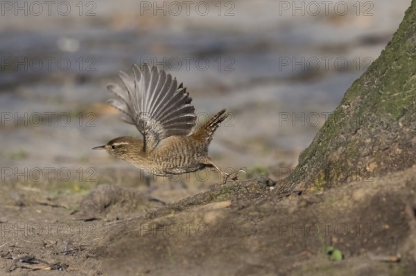 A wren (Troglodytes troglodytes) taking off with its wings spread out next to a tree trunk. The atmosphere is calm and close to nature, Hesse, Germany