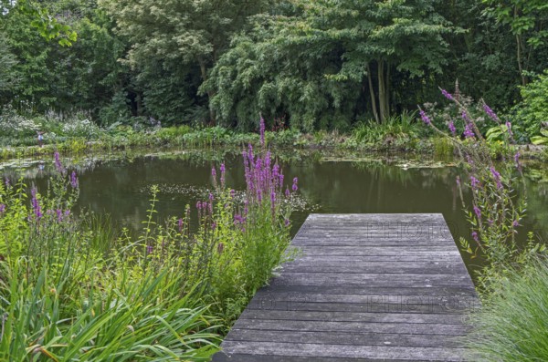 Wooden walkway over a quiet pond surrounded by dense vegetation and trees, North Rhine-Westphalia, Germany