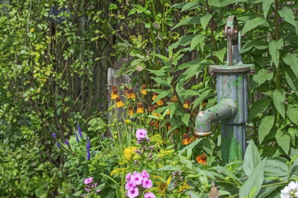A rusted water pump handle in a blooming summer garden full of colorful flowers and green plants, North Rhine-Westphalia, Germany