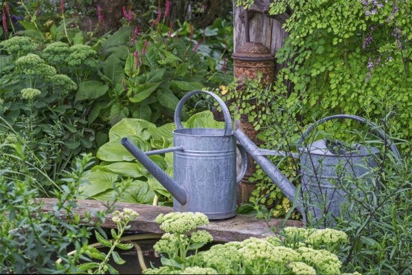Two metal watering cans next to lush, green plants in a rustic garden, North Rhine-Westphalia, Germany