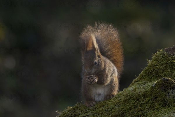 Red squirrel (Sciurus) on rootstock