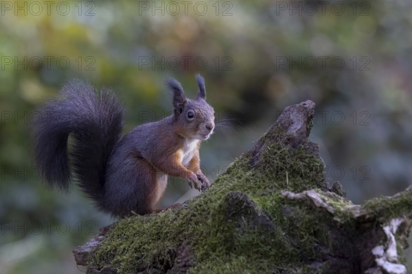 Red squirrel (Sciurus) sitting on a rootstock