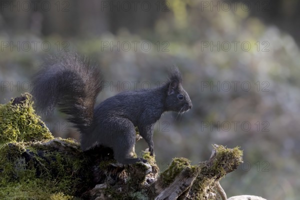 Dark squirrel Squirrel (Sciurus) on rootstock