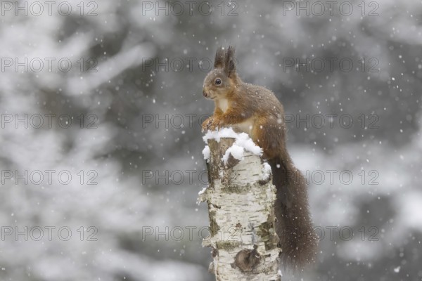 Red squirrel in snowfall on dead birch