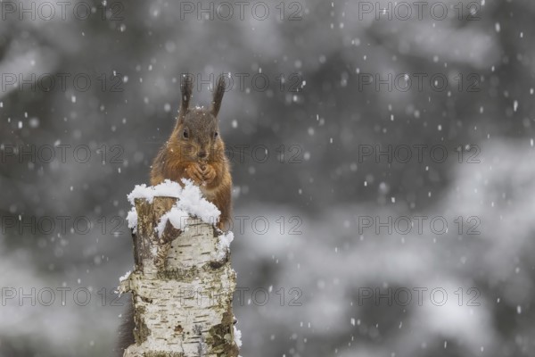 Red squirrel (Sciurus) sitting on a dead birch tree during snowfall