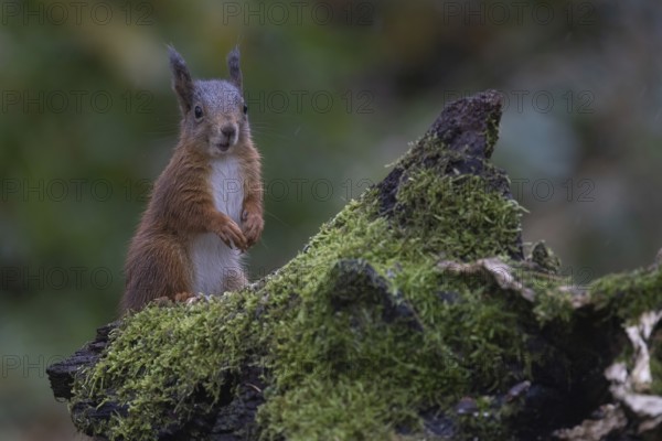 Red squirrel (Sciurus) looking out from behind a rootstock