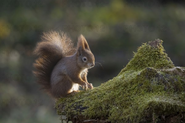 Red squirrel10 Squirrel (Sciurus) sitting on rootstock