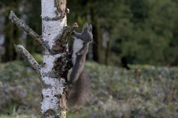 Dark squirrel Squirrel (Sciurus) on birch tree