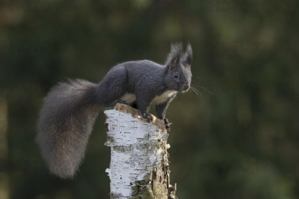 Dark squirrel Squirrel (Sciurus) on a dead birch tree