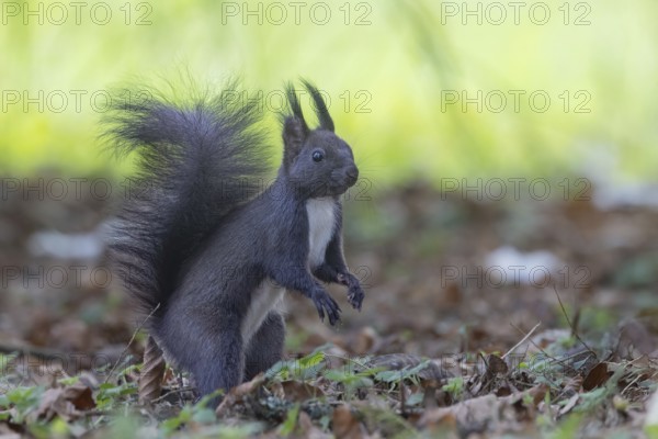 Dark squirrel (Sciurus) secures environment